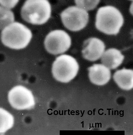 Prochlorococcus SEM