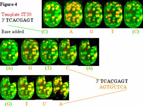 differences between dna and rna. In situ RNA sequencing and RNA