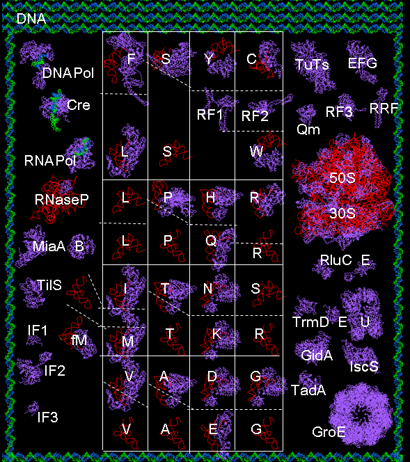 in vitro genetic code