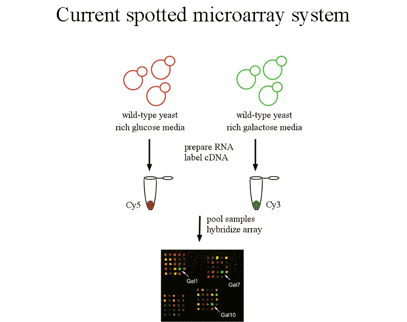 Figure 1 Current microarray