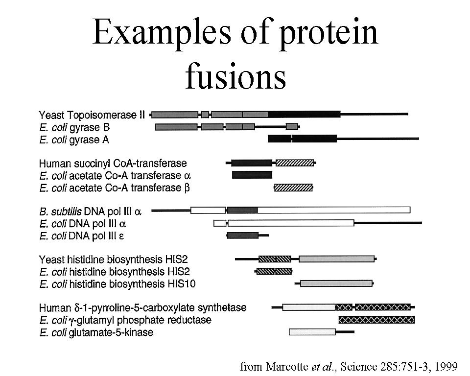 Examples of protein fusions