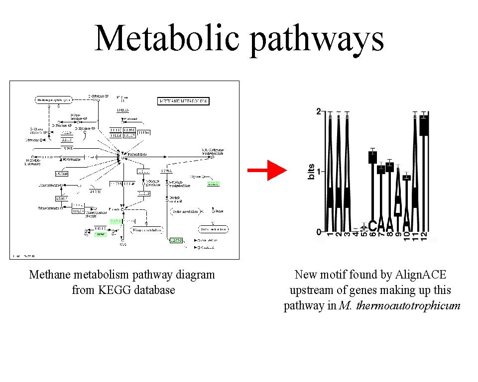 Metabolic pathways